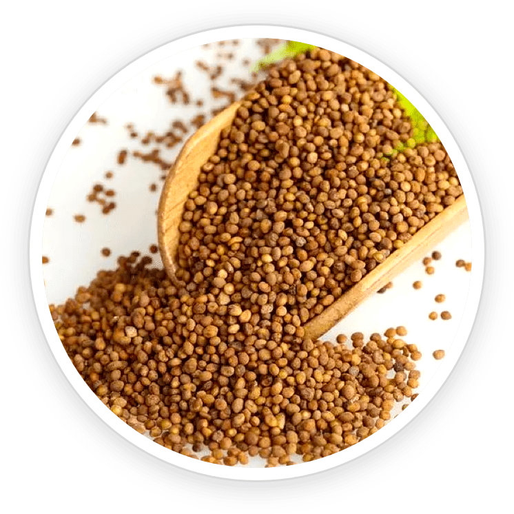 Dodder Seed
