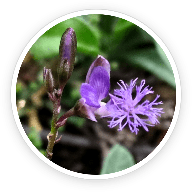Polygala tenuifolia