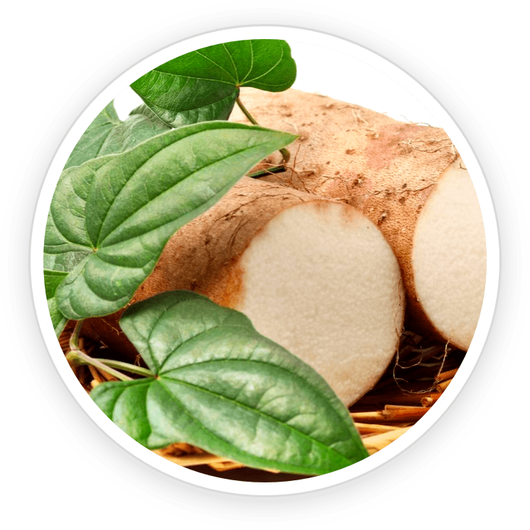 Wild Yam