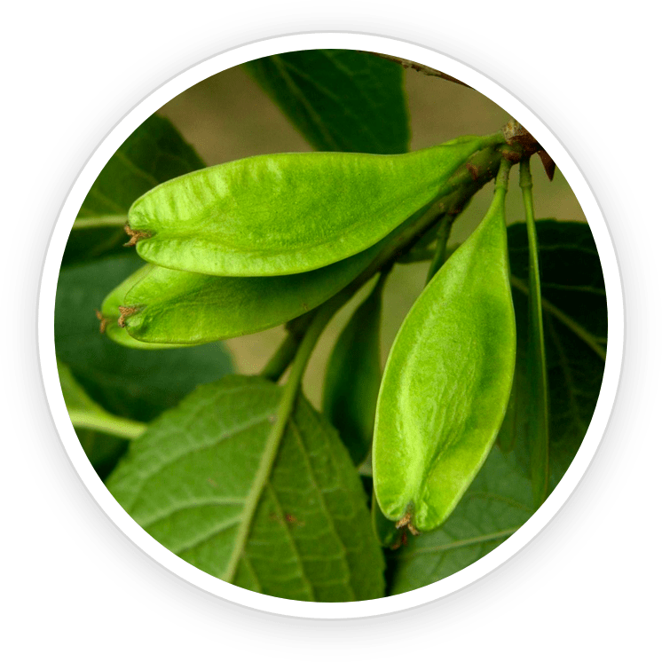 Eucommia Ulmoides