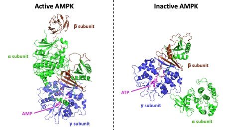 Active_and_Inactive_AMPK.tif