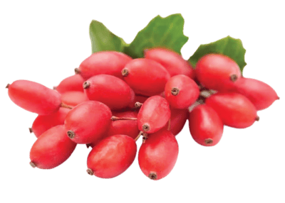 berberine