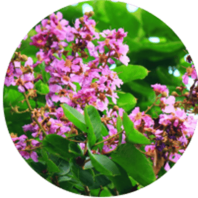 banaba