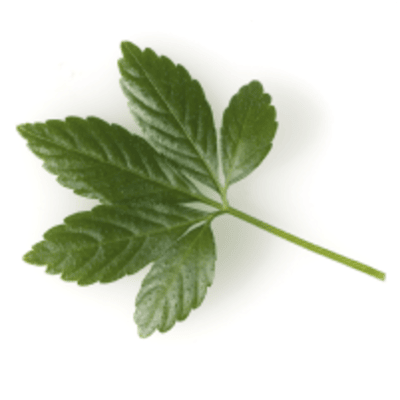 gynstemma