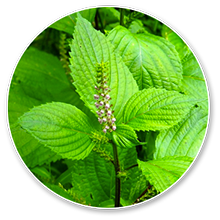luteolin